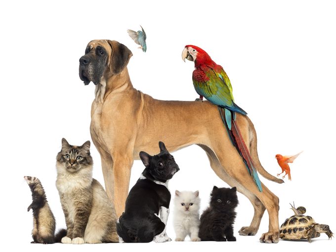 ALLE Tiere werden von Herzen gerne betreut <3 
